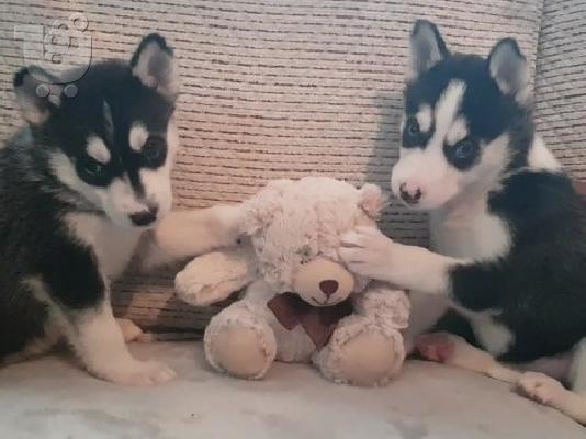 PoulaTo: SIBERIAN HUSKY ΠΩΛΕΙΤΑΙ ..
